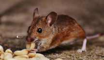 24 Hour & Emergency Exterminators in Oak Shores, CA